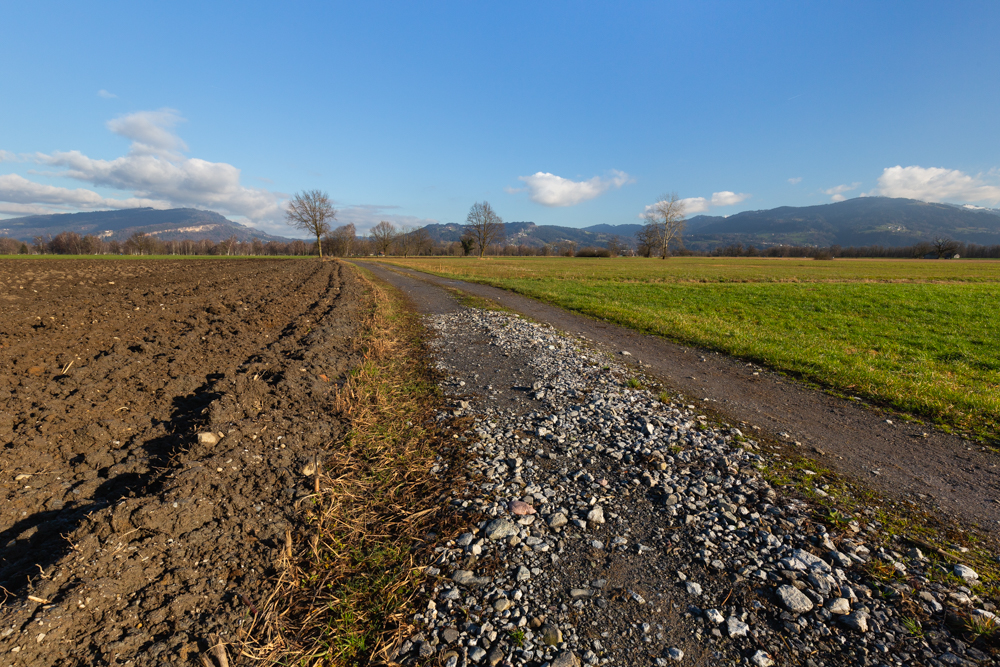 Lauteracherried im Jänner 36